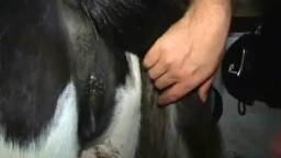 Animal sex голый дядя сношает лошадь в письку зоо совокупление приватное