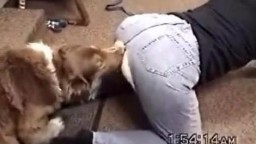 Зоопорно видео пышнотелая извращенка занята сношением с собакой