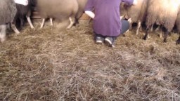 Кудрявый парнишка заглянул под хвост овечки и потыкал пальцем, а затем начал дрочить