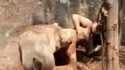 Яростный кабанчик трахнул похотливую скотоложницу в лесу зоо порно видеофильм