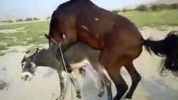Конь огромным хуем ебет ишака в зоо порно с животными