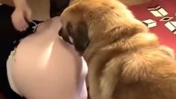 Толстожопая домохозяйка в сапогах ублажает пса