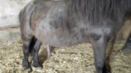 Небольшой пони с надроченным елдаком смачно поебывает наездницу